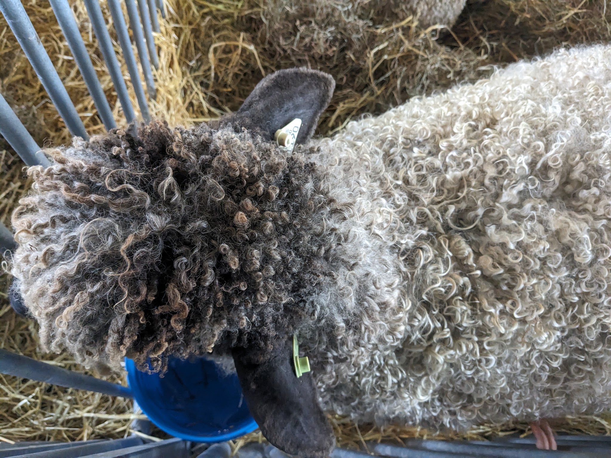 Sheep & Wool Festival (2)