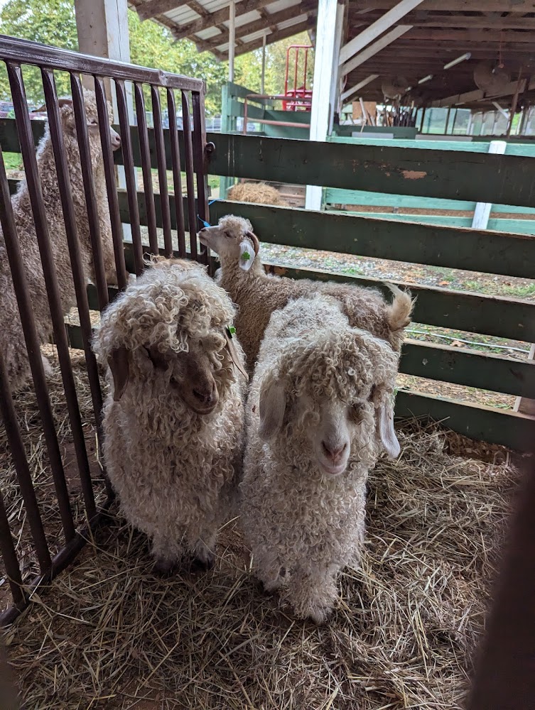 Shenandoah Valley Fiber Festival (2)