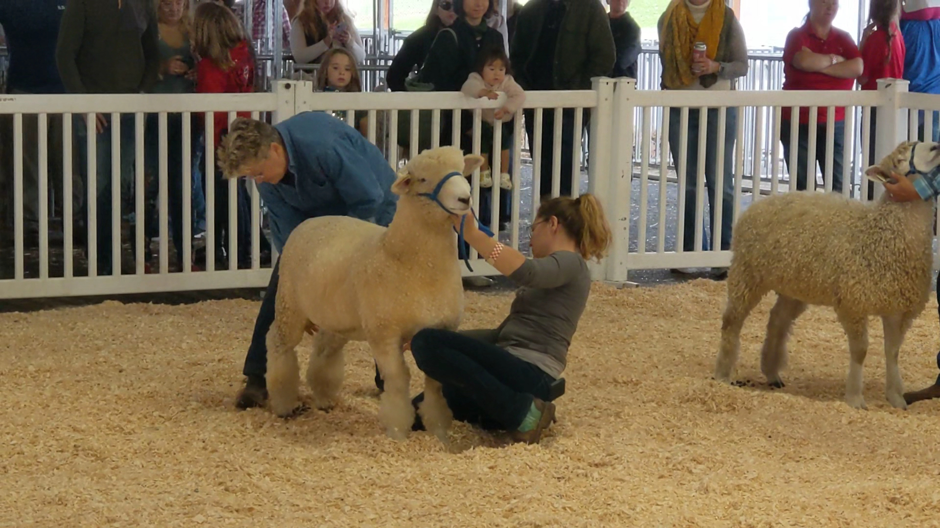 Sheep & Wool Festival (3)
