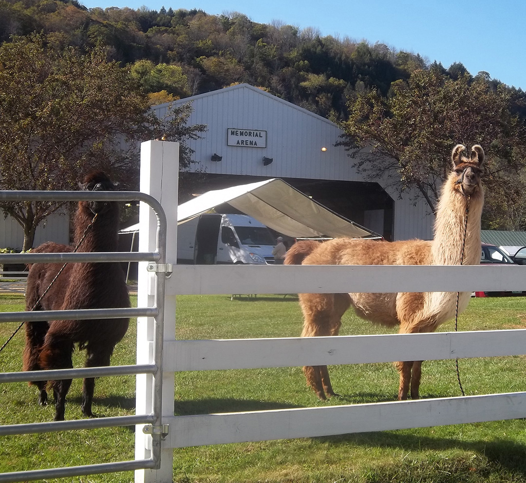 Vermont Sheep & Wool Festival (3)